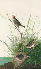 Fototapeta premium bird on the nest