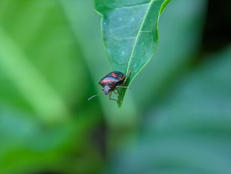 Macro close-up of a red and black shield bug perched on the tip of a green leaf, featuring vivid colors, natural insect behavior, and a soft bokeh background in a lush garden setting.