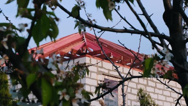 Partially built house with white block walls and red treated wooden roof frame seen through tree branches with blossoms, low-angle view of residential construction and real estate development
