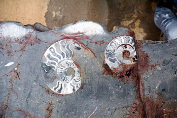 Ammonite fossil stone © Photos by L
