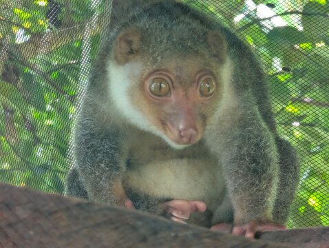 Close-up portrait of a cuscus marsupial perched inside a mesh enclosure, showcasing large eyes, soft fur, and conservation-focused wildlife care in a tropical setting.