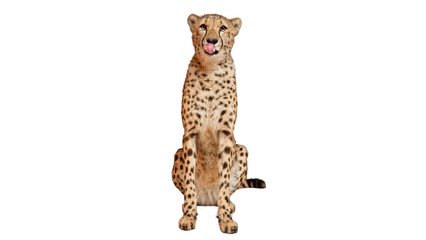 cheetah, predator, carnivore, leopard PNG, on Transparent background © chat
