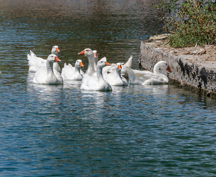 Group of White Geese in the Lake