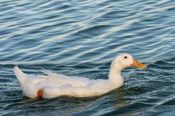 American Pekin Duck swimming in the water close up with copy space © Gail