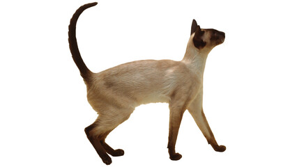 cat, png, pets, isolated © chat