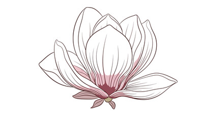 Detailed illustration of a magnolia flower. © Mami