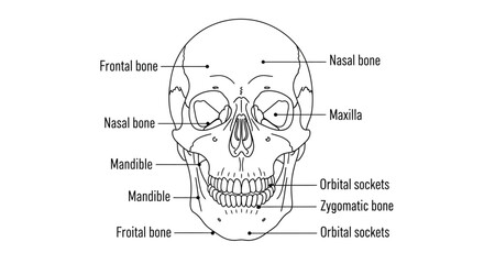 Human Skull Anatomy Diagram Illustration. © Mami