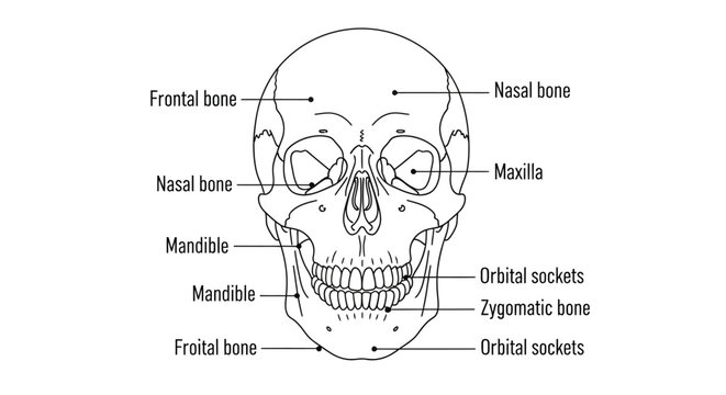 Human Skull Anatomy Diagram Illustration.