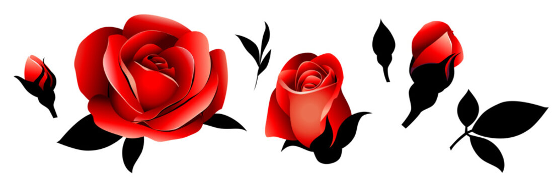 Set of decorative red rose bud and black leaf. Vintage flower design elements collection isolated on white. Vector stock illustration
