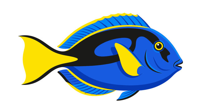 Vibrant Blue Tang Fish with Yellow Accents, Isolated on White Background
