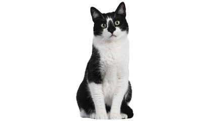 black cat isolated on white background © chat