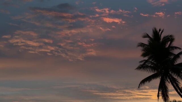 Palm Tree silhouettes against a cloudy sky at dusk.