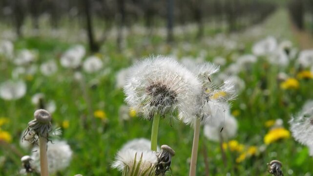 A detailed shot of a white dandelion clock with a shallow depth of field. The background is a soft bokeh of green grass and yellow wildflowers in a sun-drenched field