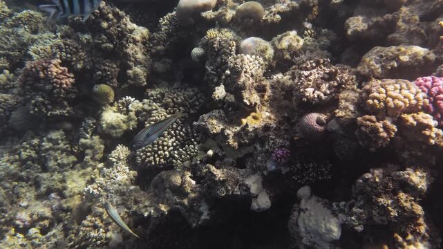 Coral reef in the Red Sea near Hurghada with Pocillopora and Acropora corals. Sergeant major, Red Sea wrasse and parrotfish swimming in clear blue water, natural marine life scene.