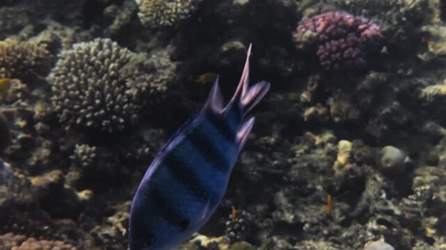 Close up of a sergeant major fish swimming in front of a hard coral reef in the Red Sea near Hurghada, Egypt. Clear blue water, detailed coral structures and natural marine life.