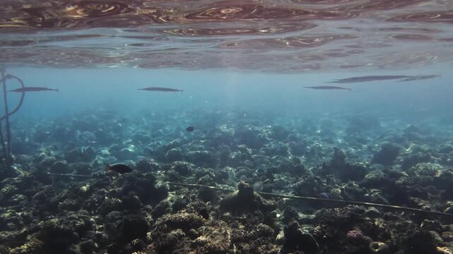 Seven Red Sea needlefish swimming just below the surface over a coral reef in Hurghada, Egypt. Wide underwater shot with other fish, clear blue water and natural marine life.