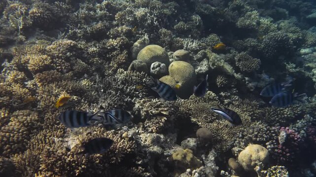 Wide underwater view of a coral reef in the Red Sea near Hurghada, Egypt. Many fish including sergeant major, cleaner wrasse and sulphur damselfish swimming in clear blue water.