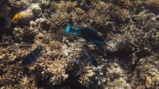 Parrotfish swimming over a coral reef in the Red Sea near Hurghada, Egypt. Follow shot with cleaner wrasse, sergeant major and sulphur damselfish in clear blue water.