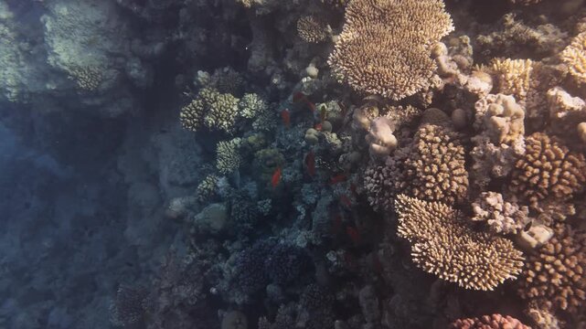 School of lyretail anthias swimming over a coral reef in the Red Sea near Hurghada, Egypt. Colorful fish, clear blue water and diverse marine life in a natural underwater scene.