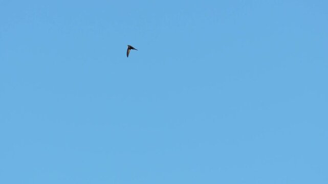 A flying Common Swift in the Netherlands