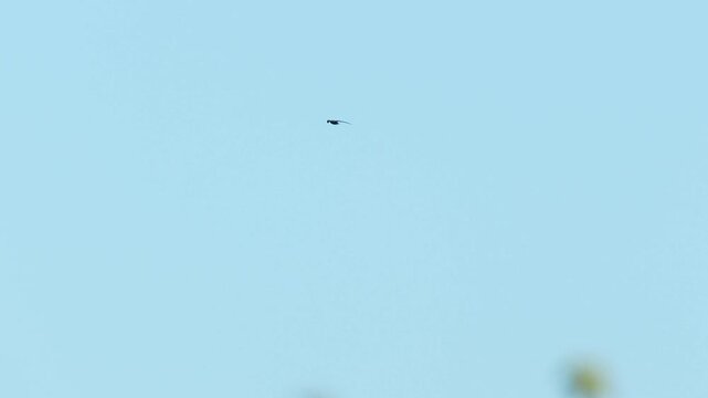 A flying Common Swift in the Netherlands
