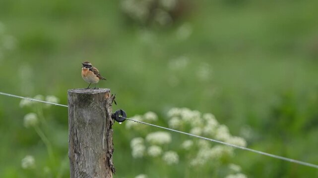 A beautiful singing male Whinchat