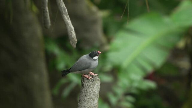 Java sparrow with grey body and black head perched alertly on top of cut wooden post surrounded by lush tropical foliage at Edward Youde Aviary Hong Kong