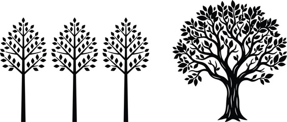 Black and white of three trees with detailed foliage and thin trunks leaves des © MDMOHIN