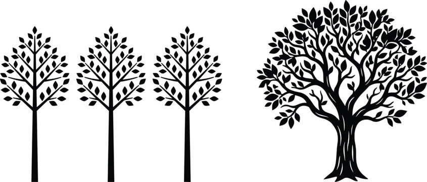Black and white of three trees with detailed foliage and thin trunks leaves des