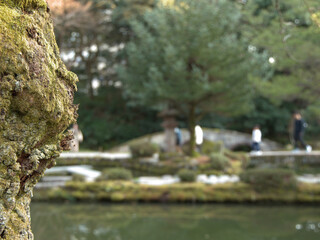 Fototapeta premium Mossy Tree Trunk Overlooking a Blurred Japanese Garden Pond and Bridge