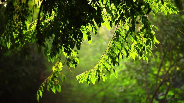 green leaves in the forest Gentle breeze rustling vibrant green leaves on a tree branch, creating a soft, organic motion background with natural light summer, peaceful, elements Gentle wind moving 4k