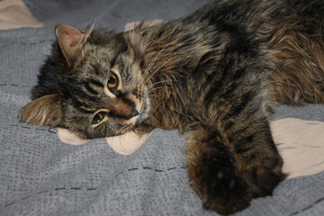cat lying on the floor © Роман Хмелівський
