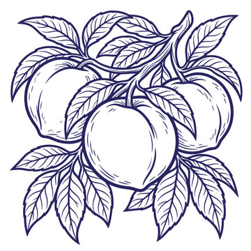 Three ripe peaches on tree branch with leaves ink illustration botanical illustration monochrome isolated background engraving nutrition foodstuff agriculture