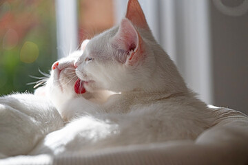 Kittens cleaning moment © ernest