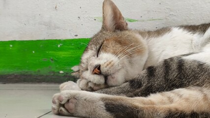 cat lying on the floor © Riyadi