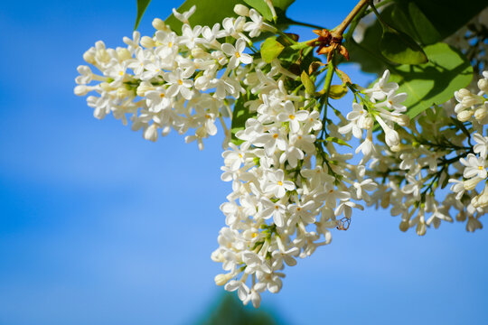 white lilac flower syringa vulgaris blooming closeup spring floral garden blue sky