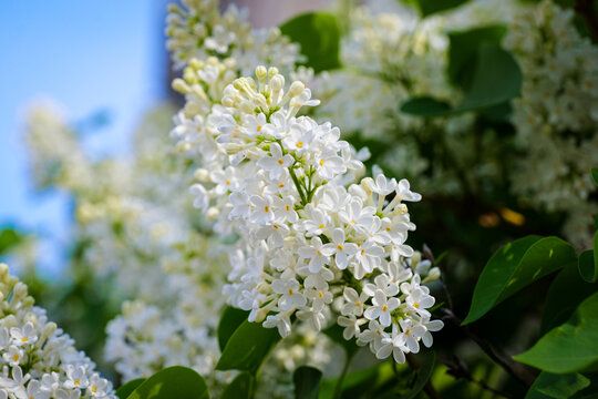 white lilac flower syringa vulgaris blooming closeup spring floral garden