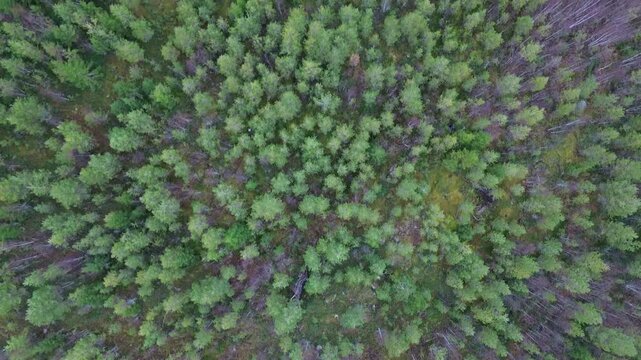 Aerial view of a dense coniferous forest with green trees and mossy ground