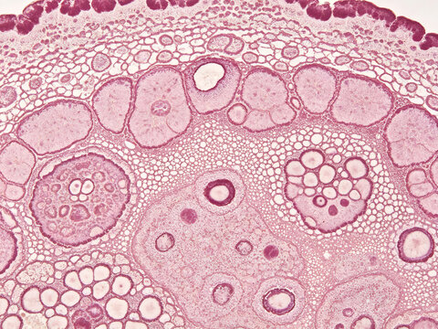 Original H&E staining image of a cross section of plant mesophyll tissue, histological slide, natural eosinophilic cytoplasm and basophilic nuclei, tissue structure.