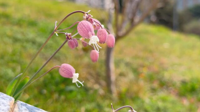 A delicate pink bladder campion flower with inflated calyx blooms on a grassy hillside creating a soft natural scene of wild Mediterranean flora in springtime sunlight.
