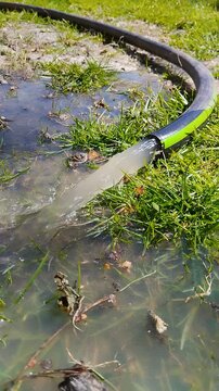 Water flowing from a garden hose onto a green lawn, Muddy water pours from a hose onto the ground