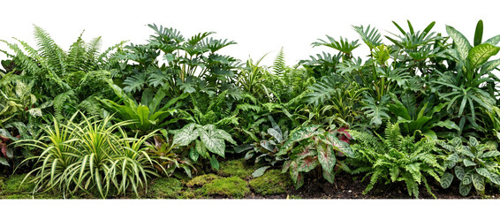Tropical foliage arrangement with ferns and lush plants on transparent background © Photo Find
