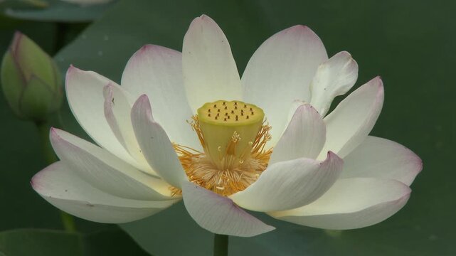 蓮の花（品種名 舞妃蓮)