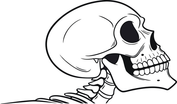 Illustration of a human skull in profile view