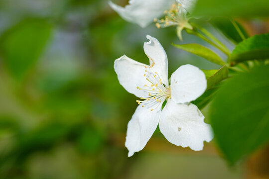 apple blooming flower spring white nature beautiful garden macro flora