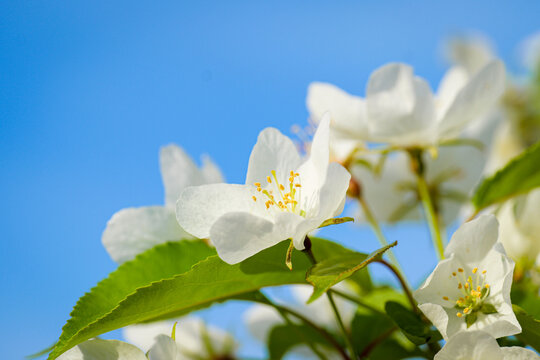 apple blooming flower spring white nature beautiful garden macro flora blue sky