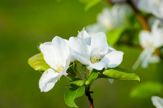 apple blooming flower spring white nature beautiful garden macro flora