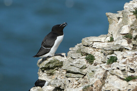 Razorbill bird (Alca torda) perched on a chalk cliff edge at RSPB Bempton Cliffs, East Yorkshire, UK