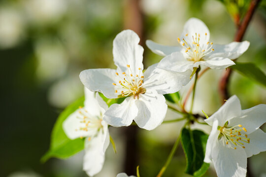 apple blooming flower spring white nature beautiful garden macro flora