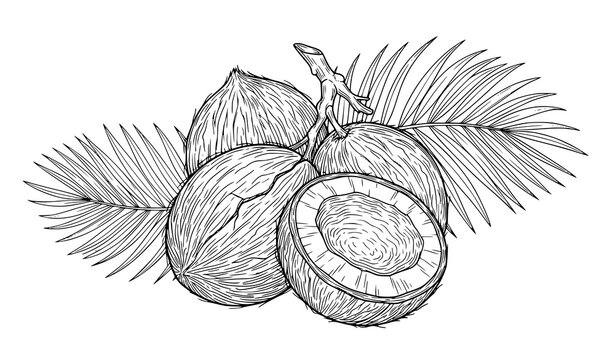 Realistic Coconut Fruit Hand Drawn Sketch Illustration with Palm Leaves Tropical Summer Food Artwork